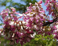 Fresh Gliricidia Maculata Madre de Cacao Flower seeds for Planting - Pollinator Friendly, Heirloom & GMO Free Seeds for Home Garden