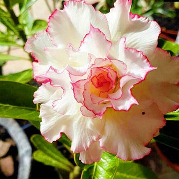 Cream Pink Adenium Flower seeds for Planting - Long Bloom Season, Heirloom & GMO Free Seeds for Home Garden