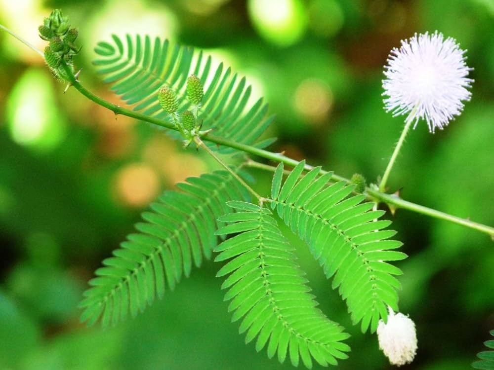 Mimosa Flower seeds for Planting - Low Maintenance, Heirloom & GMO Free Seeds for Home Garden