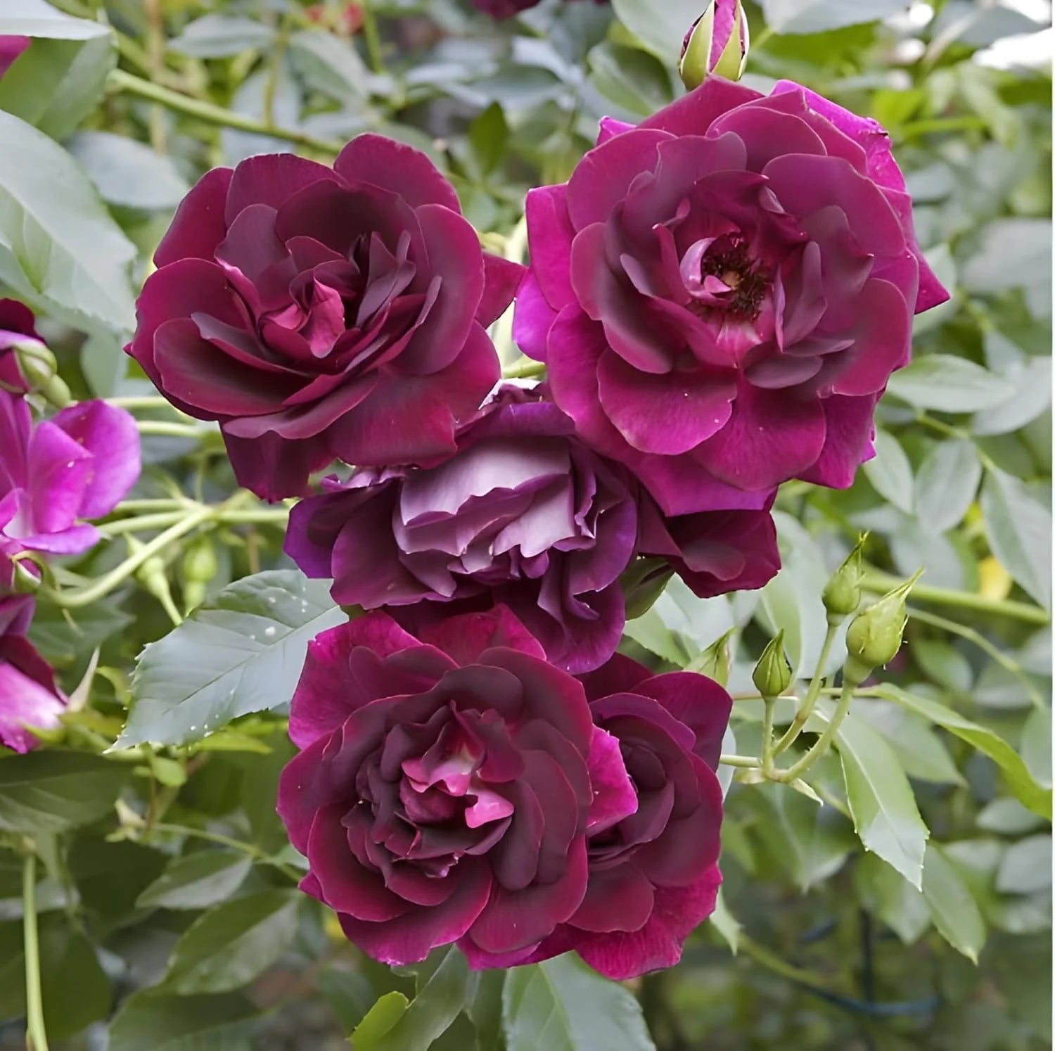 Maroon Climbing Rose Flower seeds for Planting Sun Loving Heirloom & GMO Free Seeds for Home Garden 
 
 Sale