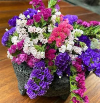 Mixed Limonium Seeds for Planting  Colorful Annual Flowers