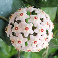 Aleurites Flower seeds for Planting - Long Bloom Season, Heirloom & GMO Free Seeds for Home Garden
 
 Sale for planting in home garden.