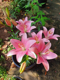 Lilly Flower seeds for Planting Seasonal Bloomer Heirloom & GMO Free Seeds for Home Garden