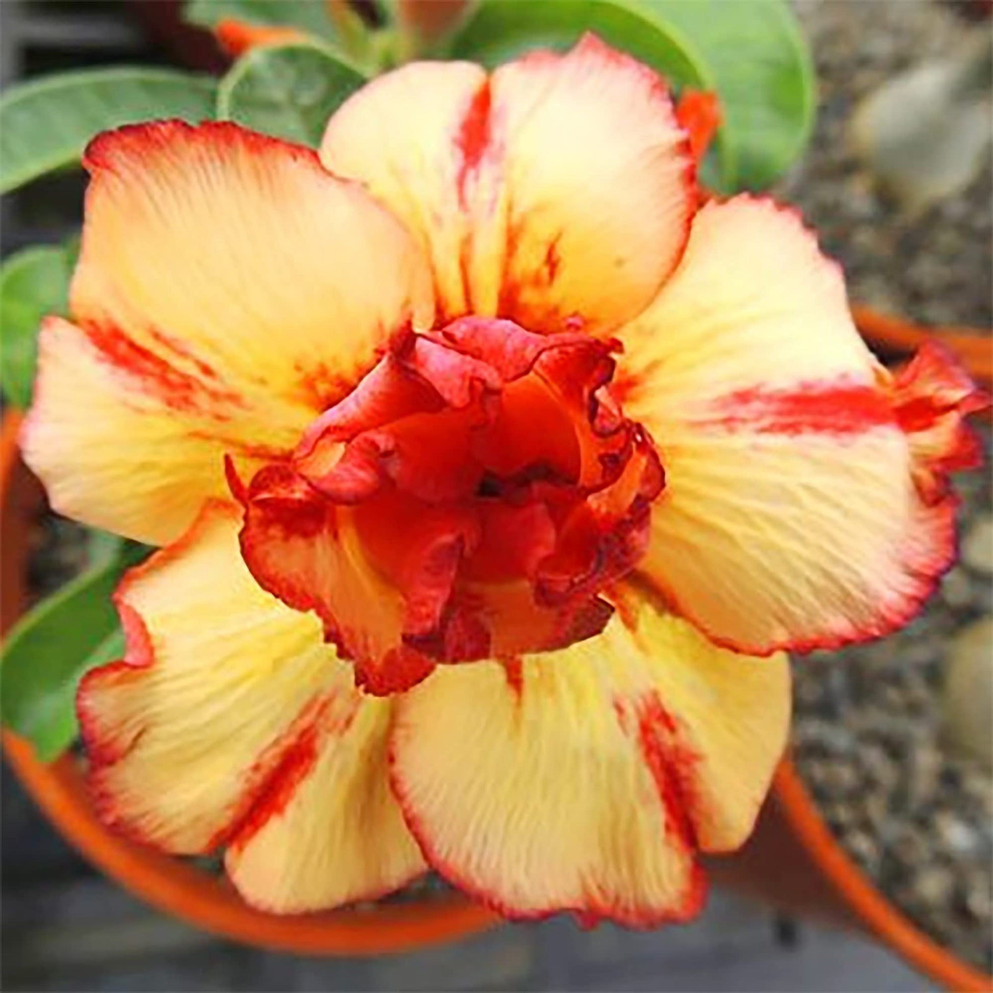 Orange Blossom Seeds for Planting Adenium Obesum flower pot indoor garden