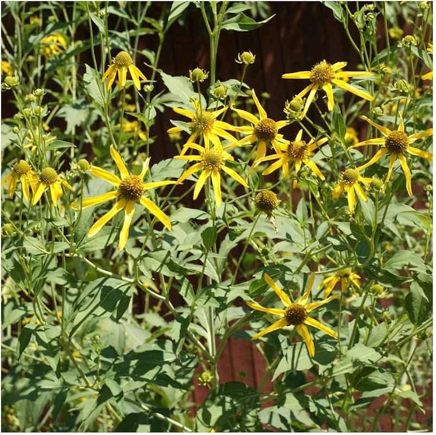 Golden Glow Rudbeckia laciniata Seeds for Planting native wildflower garden