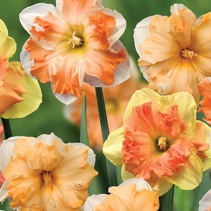 Rainbow Narcissus Flower Seeds – Shade Tolerant Heirloom NonGMO Seeds for Home Garden
 
 Sale