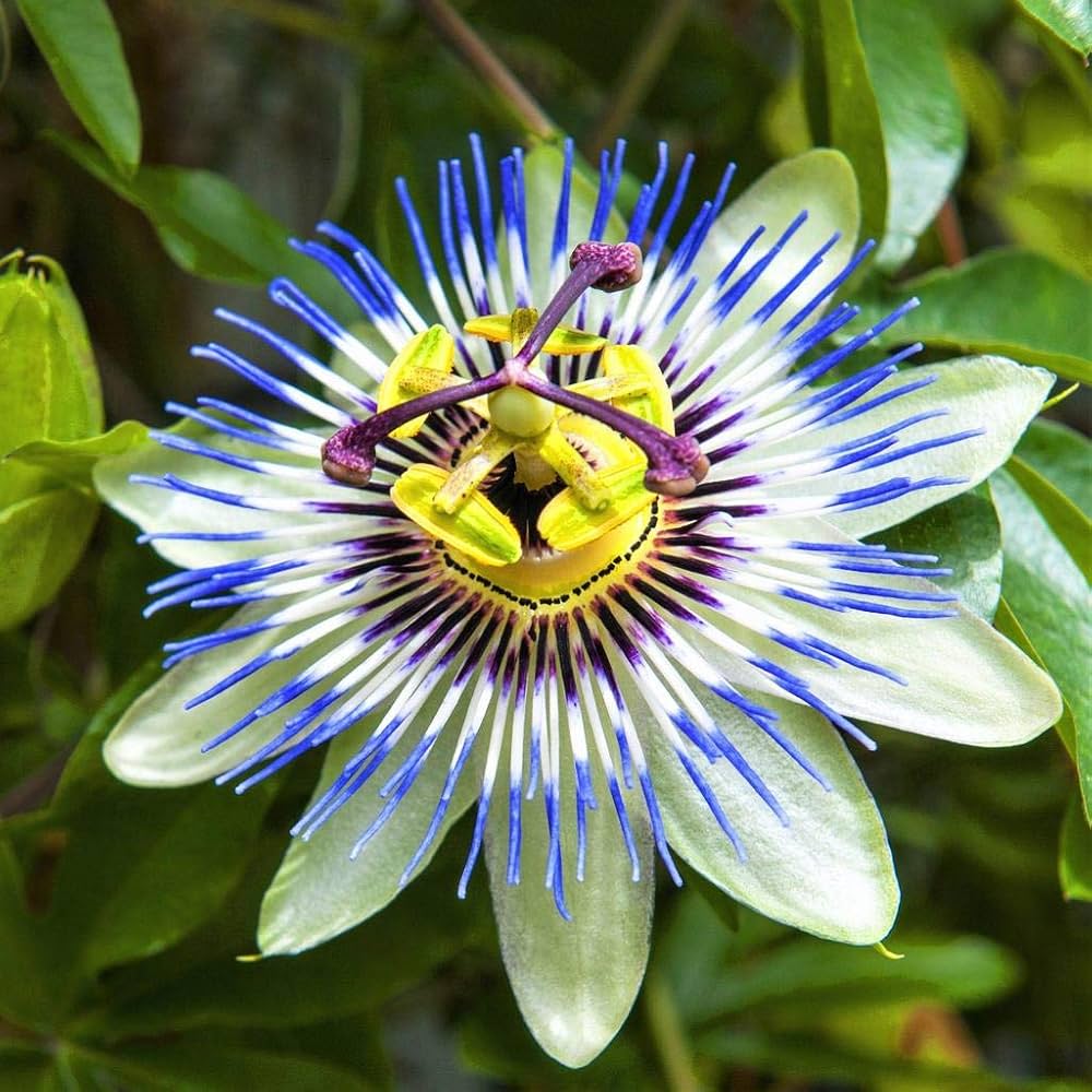 Water Lemon Passion Flower Passiflora laurifolia Seeds for Planting in Urban Garden and Flower Bed