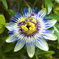 Blue Caper Flower Seeds: Best Planting Tips for Gardeners