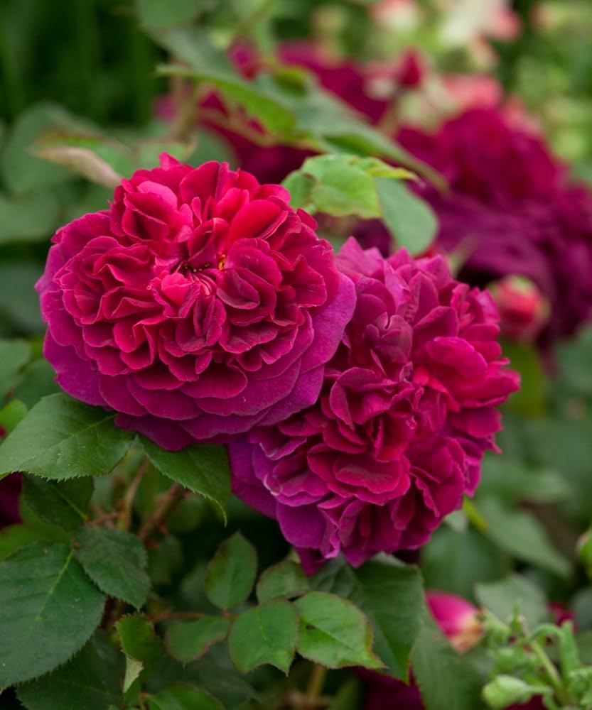 Pink Rose Flower seeds for Planting Long Bloom Season Heirloom & GMO Free Seeds for Home Garden