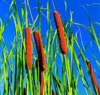 Cattails Flower seeds for Planting Seasonal Bloomer Heirloom & GMO Free Seeds for Home Garden
 
 Sale