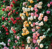 Mixed Colour Rose Tree Flower Seeds for Planting Colorful Display Heirloom & GMO Free Seeds for Home Garden
 
 Sale