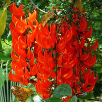 Red Strongylodon Flower seeds for Planting - Perfect for Borders, Heirloom & GMO Free Seeds for Home Garden