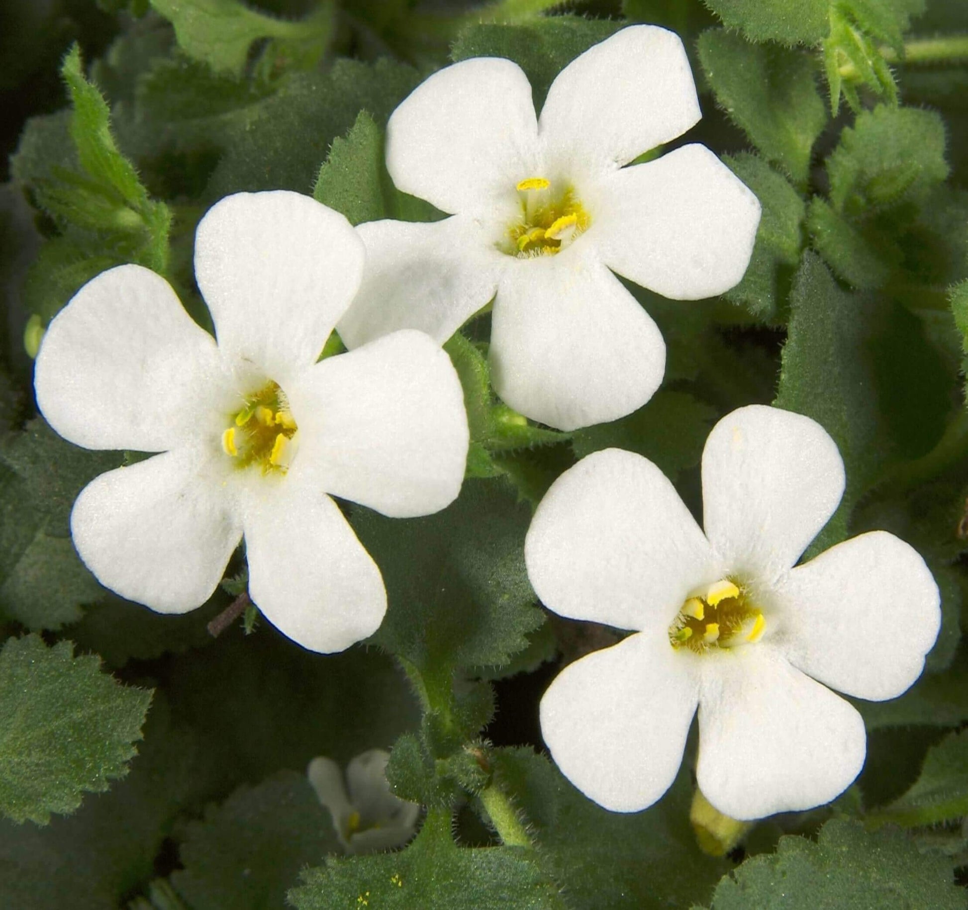 White Snowtopia Flower seeds for Planting - Compact Growth, Heirloom & GMO Free Seeds for Home Garden