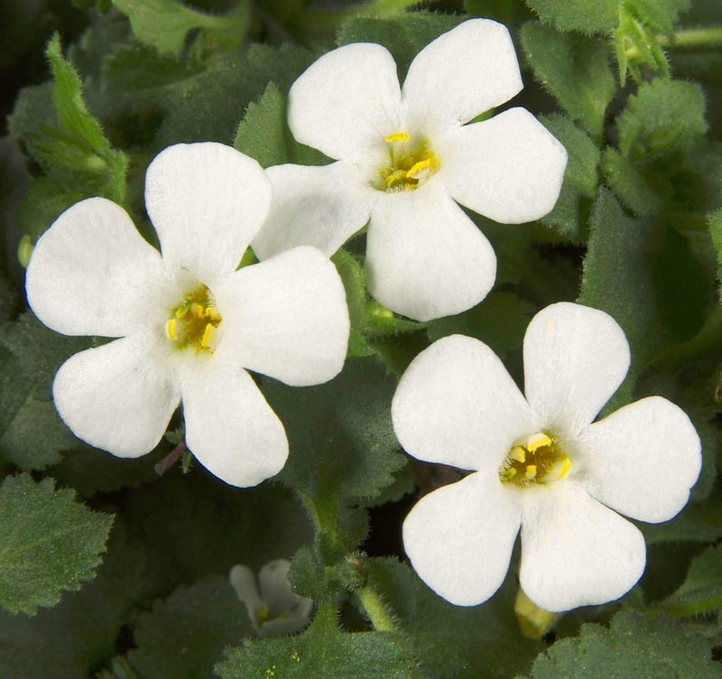 White Snowtopia Flower seeds for Planting - Compact Growth, Heirloom & GMO Free Seeds for Home Garden