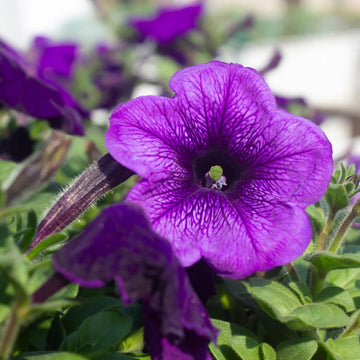 Dark Violet Starry Petunia Flower Seeds for Planting Heirloom NONGMO Seeds for Garden Blooms 
 
 Sale