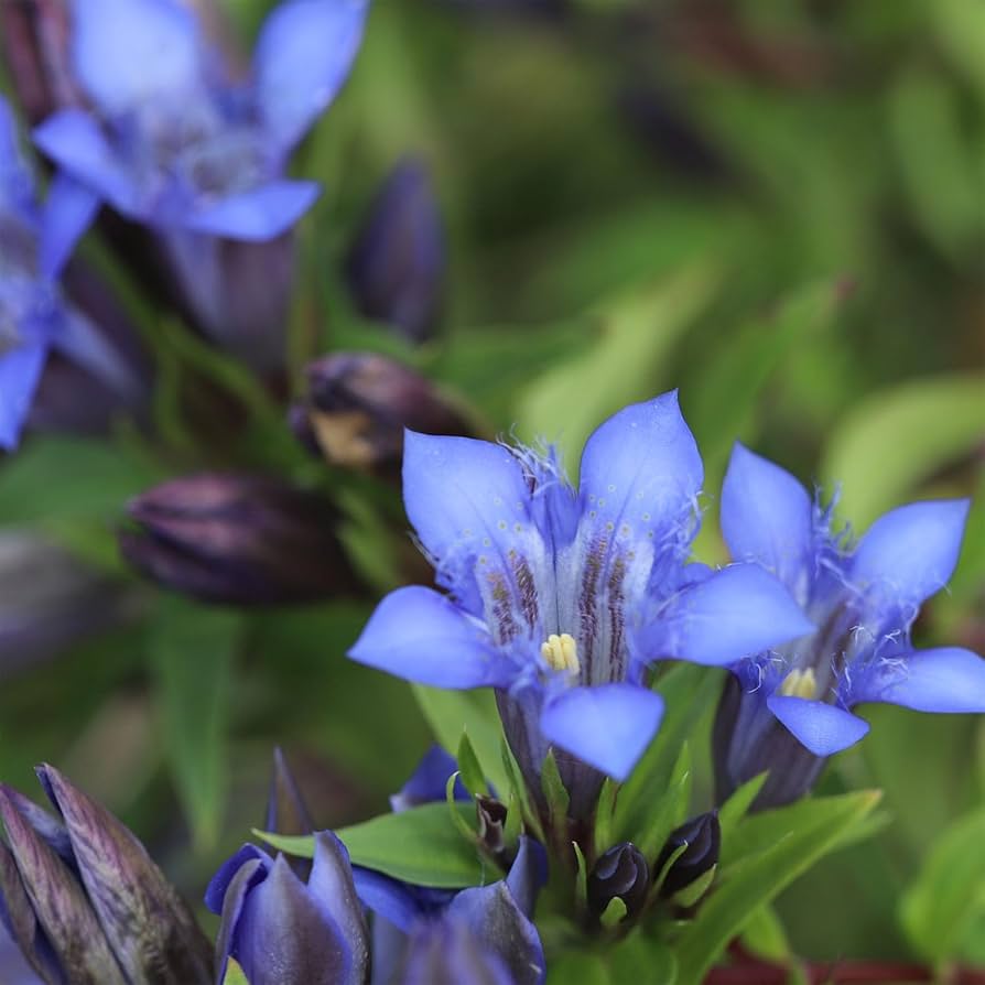 Largeleaf Gentian Blue Seeds for Stunning Blue Flowers