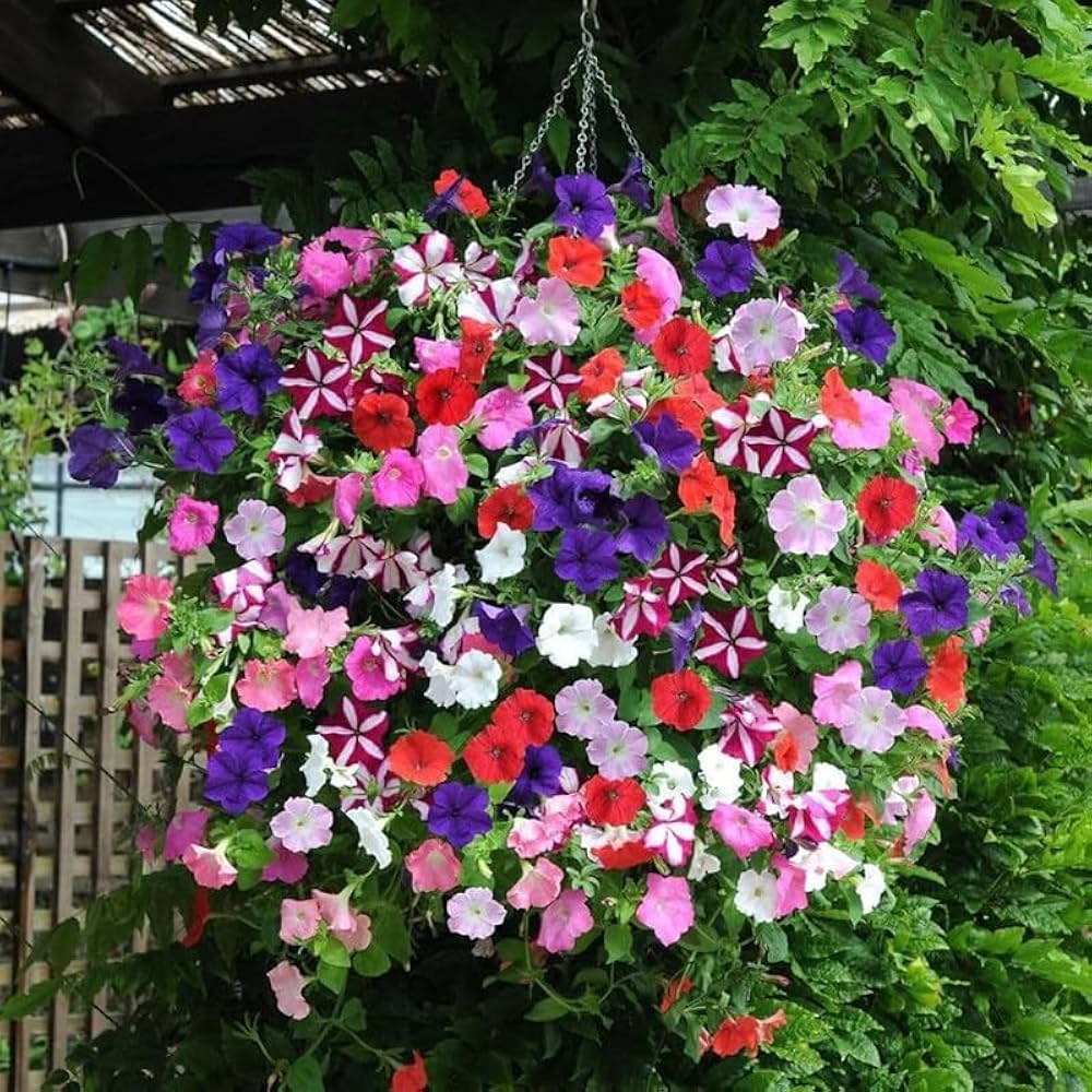 Multi-Colour Starry Petunia Flower seeds for Planting - Pollinator Friendly, Heirloom & GMO Free Seeds for Home Garden
