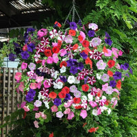 Multi-Colour Starry Petunia Flower seeds for Planting - Pollinator Friendly, Heirloom & GMO Free Seeds for Home Garden