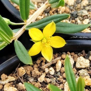 Talinum Caffrum Flower seeds for Planting - Garden Favorite, Heirloom & GMO Free Seeds for Home Garden
 
 Sale