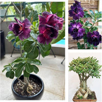 Adenium Obesum Flower seeds for Planting Low Maintenance Heirloom & GMO Free Seeds for Home Garden
