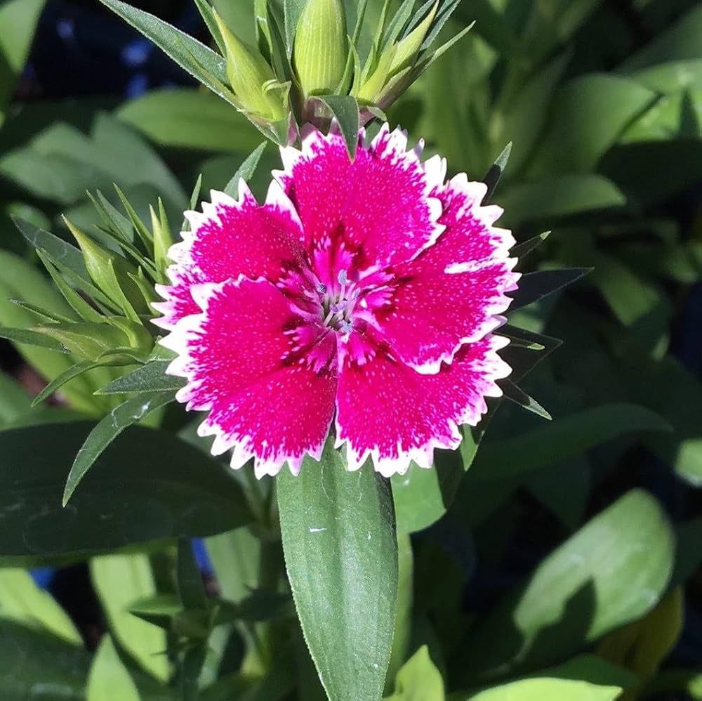 White Pink Carnation Flower seeds for Planting Vibrant Colors Heirloom & GMO Free Seeds for Home Garden