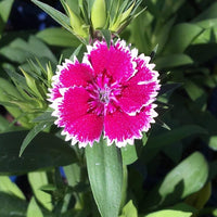 White Pink Carnation Flower seeds for Planting Vibrant Colors Heirloom & GMO Free Seeds for Home Garden