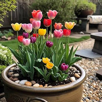 Red Yellow Tulip Flower Seeds Flower seeds for Planting Seasonal Bloomer Heirloom & GMO Free Seeds for Home Garden
