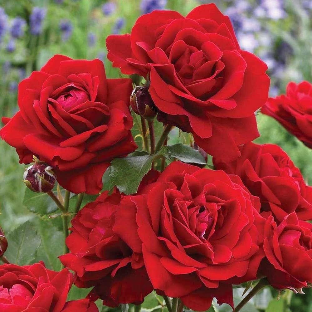 Rose Flower seeds for Planting, Cottage Garden Essential Heirloom & GMO Free Seeds for Home Garden