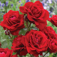 Rose Flower seeds for Planting, Cottage Garden Essential Heirloom & GMO Free Seeds for Home Garden