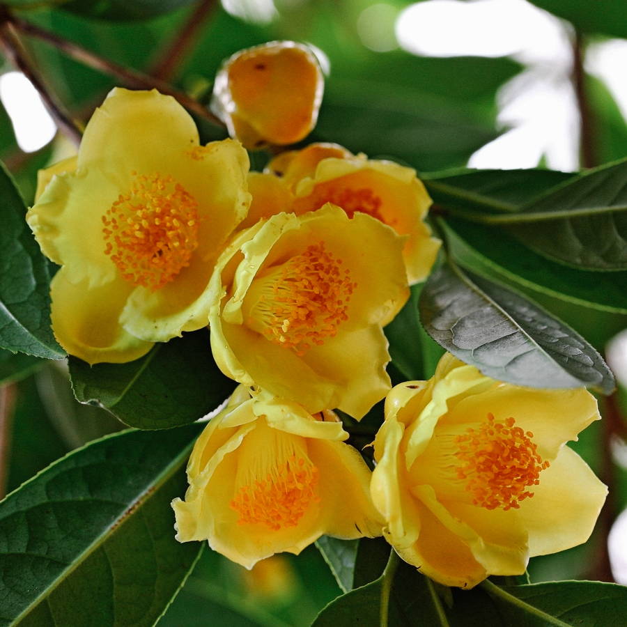 Golden Camellia Flower Seeds for Planting - Premium Quality Seeds for Your Garden