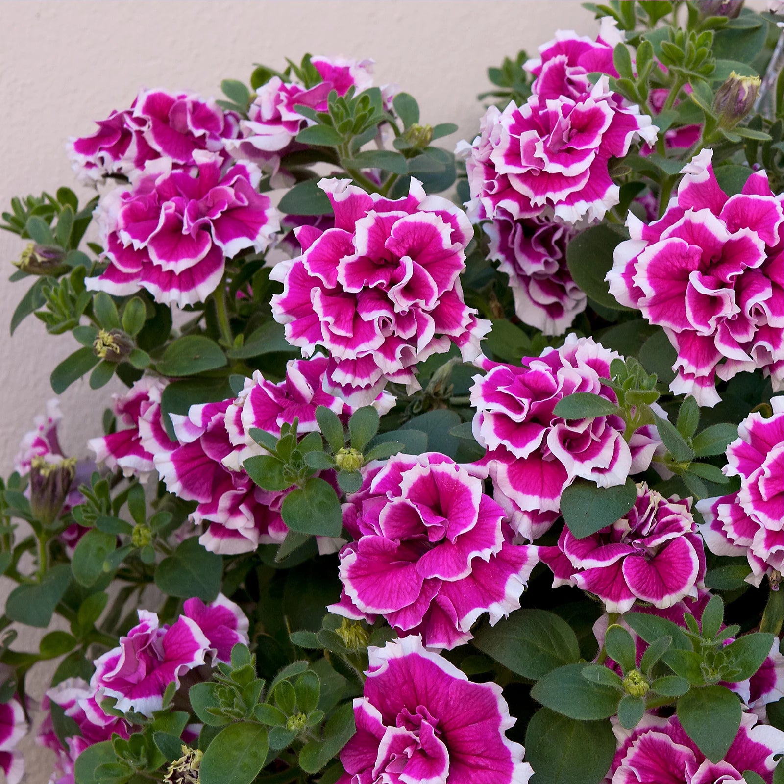 Petunia Double GF Pirouette Rose Flower seeds for Planting Compact Growth Heirloom & GMO Free Seeds for Home Garden