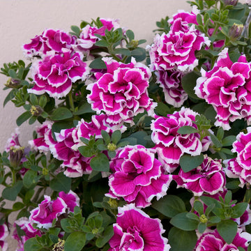 Petunia Double GF Pirouette Rose Flower seeds for Planting Compact Growth Heirloom & GMO Free Seeds for Home Garden