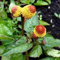 Acmella Flower seeds for Planting - Cut Flower Favorite, Heirloom & GMO Free Seeds for Home Garden