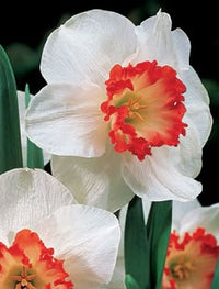White Orange Double Narcissus Flower Seeds for Planting Pollinator Friendly Heirloom & GMO Free Seeds for Home Garden
 
 Sale
