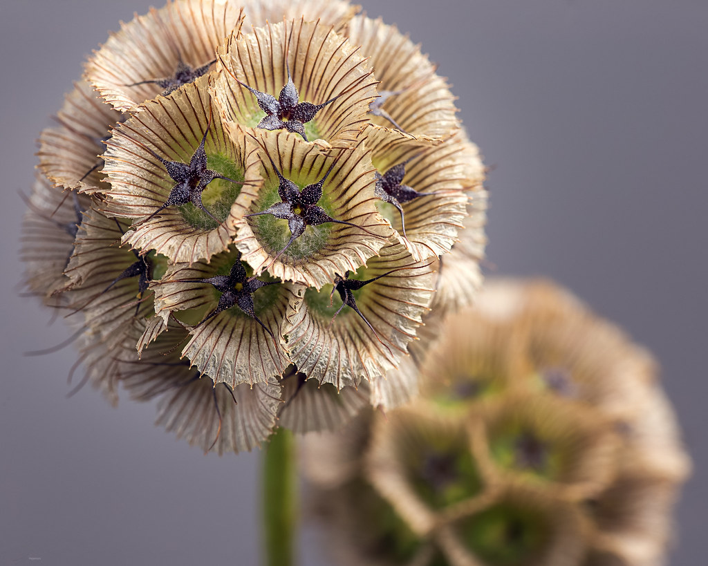 Drumstick Scabiosa Flower seeds for Planting Shade Tolerant Heirloom & GMO Free Seeds for Home Garden