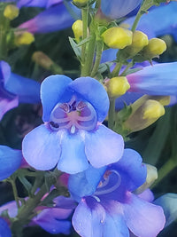 Blue Heterophyllus Flower seeds for Planting - Hardy Variety, Heirloom & GMO Free Seeds for Home Garden