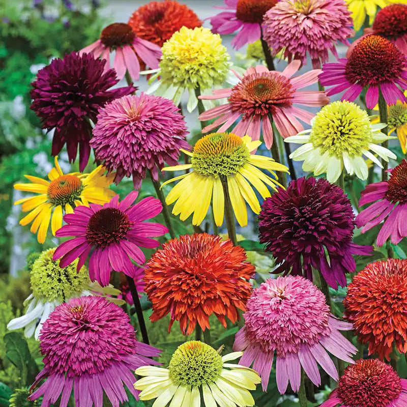 ConeFlower seeds for Planting Wildflower Mix Heirloom & GMO Free Seeds for Home Garden