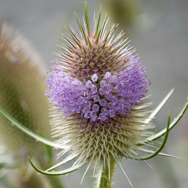 Dipsacus Flower seeds for Planting - Wildflower Mix, Heirloom & GMO Free Seeds for Home Garden