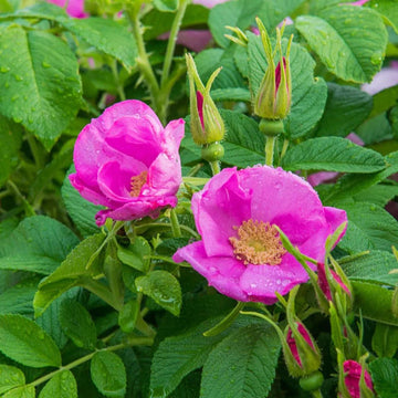 Rosehip Flower seeds for Planting Wildflower Mix Heirloom & GMO Free Seeds for Home Garden
