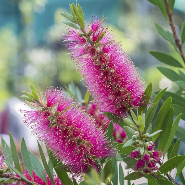 Pink Bottle Brush Flower seeds for Planting - Long Bloom Season, Heirloom & GMO Free Seeds for Home Garden
