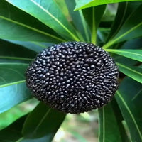 Black Myrica Rubra Seeds for Planting | Premium Fruit Seeds