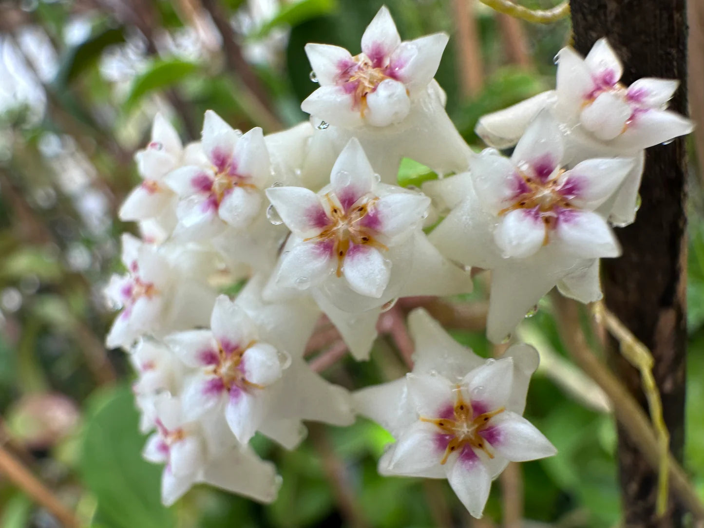 Pink White Hoya Carnosa Flower Seeds for Planting Bright Blooms Heirloom & GMO Free Seeds for Home Garden
 
 Sale