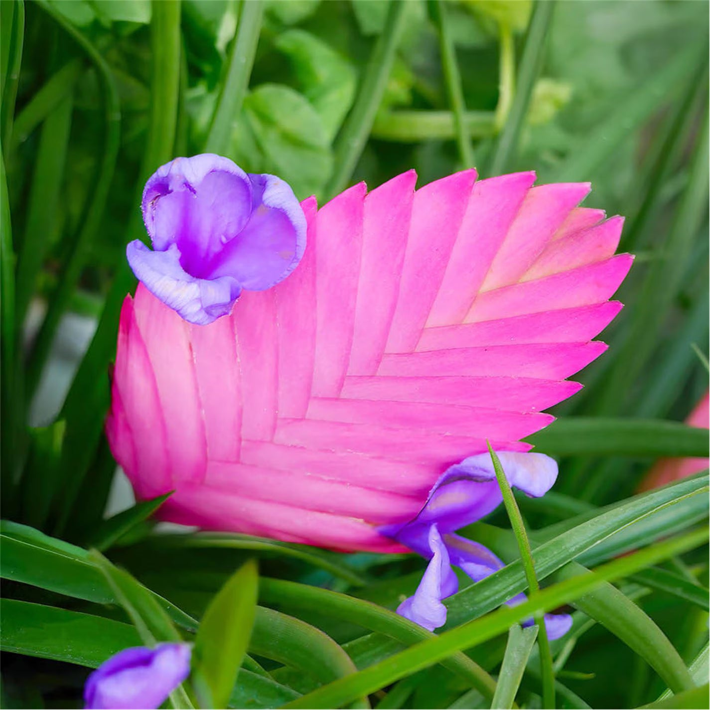 Tillandsia Cyanea Flower seeds for Planting Long Bloom Season Heirloom & GMO Free Seeds for Home Garden