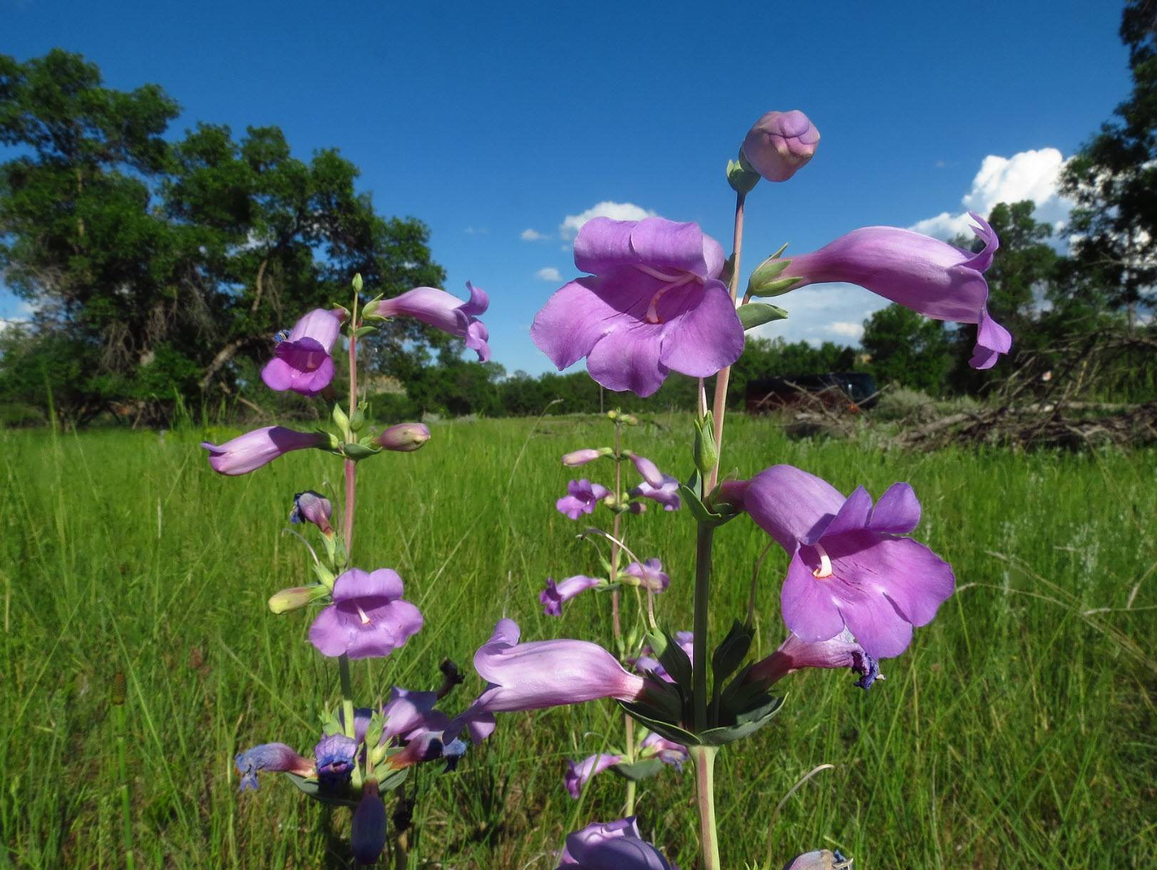 Penstemon Grandiflorus Flower seeds for Planting, Compact Growth Heirloom & GMO Free Seeds for Home Garden