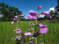 Penstemon Grandiflorus Flower seeds for Planting, Compact Growth Heirloom & GMO Free Seeds for Home Garden