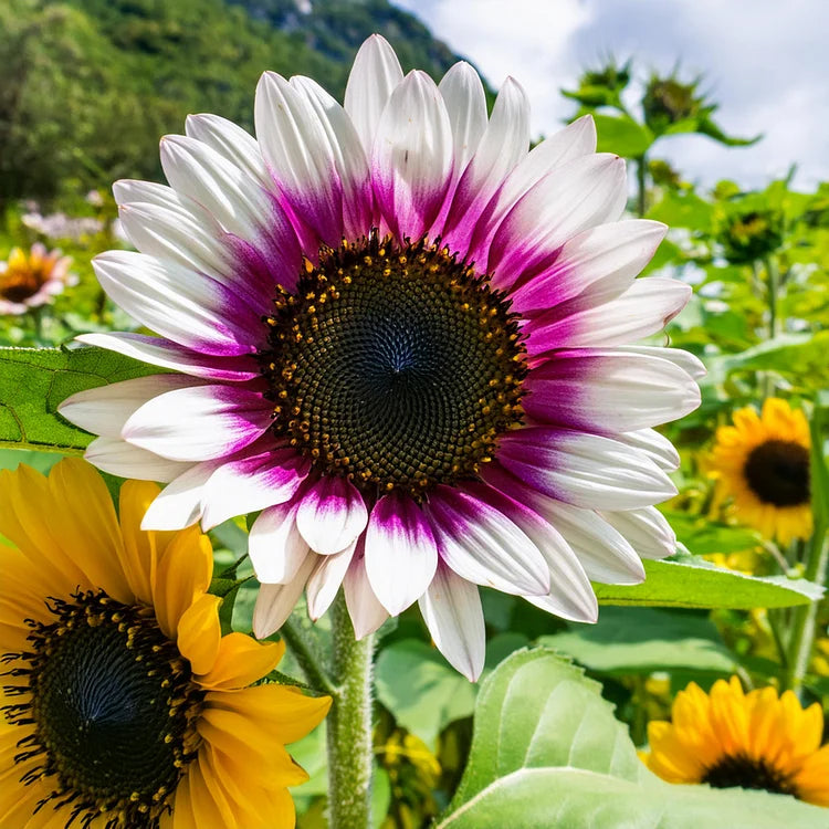 Cream Violet SunFlower seeds for Planting - Compact Growth, Heirloom & GMO Free Seeds for Home Garden