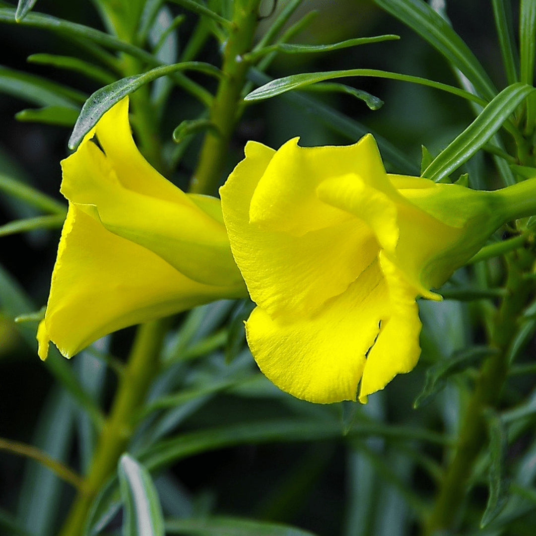 Thevetia Peruviana Flower Seeds for Planting  Vibrant Tropical Blooms