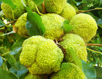 Yellow Maclura Fruit Seeds Planting