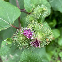 Arctium Lappa Flower seeds for Planting Hardy Variety Heirloom & GMO Free Seeds for Home Garden