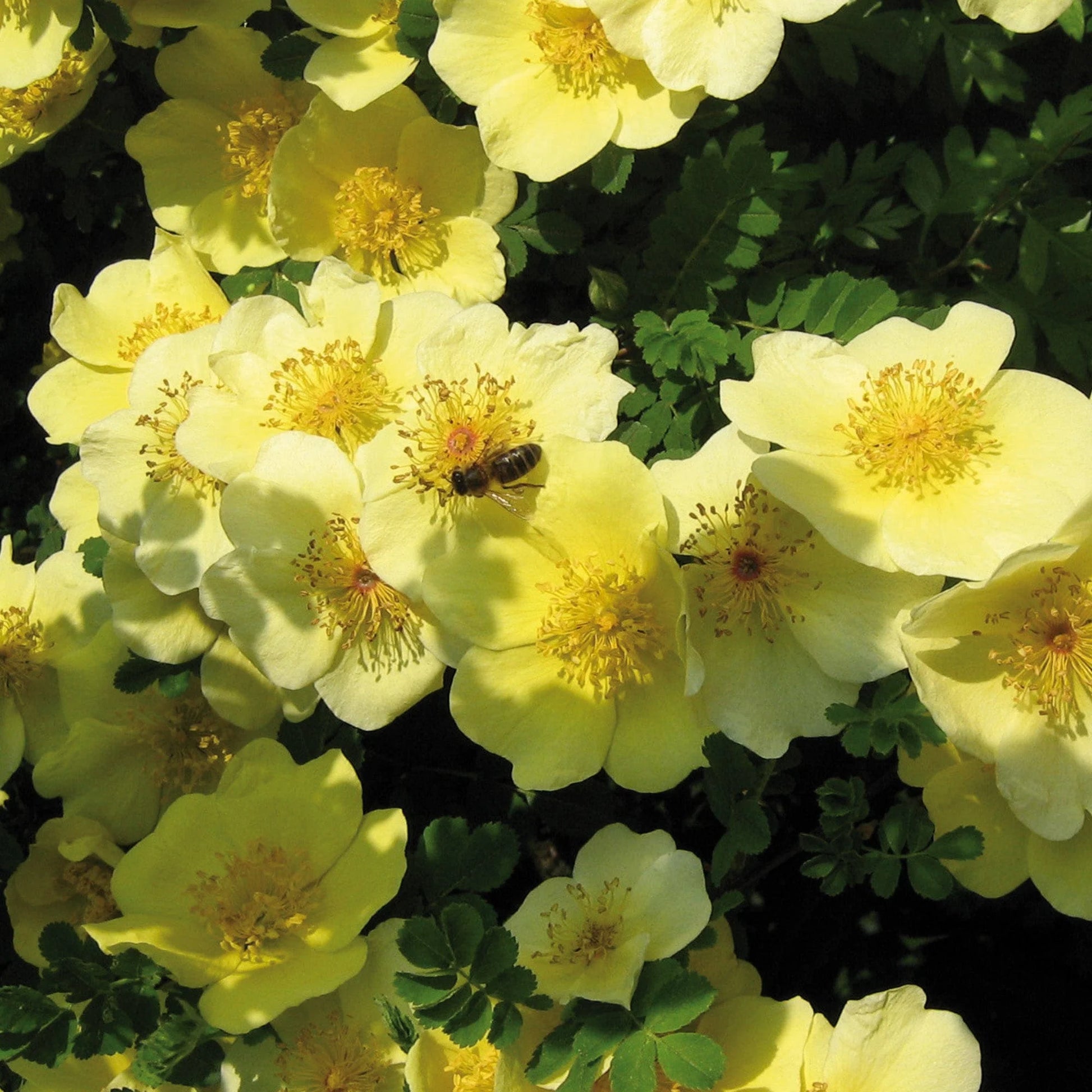 Xanthina Rose Flower seeds for Planting Wildflower Mix Heirloom & GMO Free Seeds for Home Garden